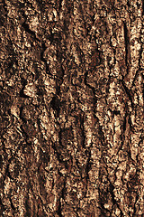 Image showing Pine bark texture pattern