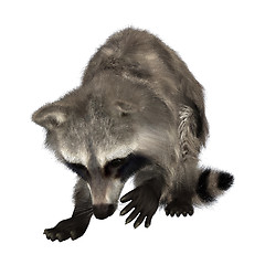 Image showing Raccoon