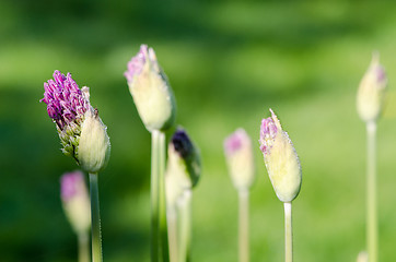 Image showing Closeup of unexpanded garlic flower buds dew drops 