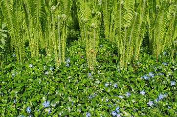 Image showing small bluish rambling flowers and garden fern 