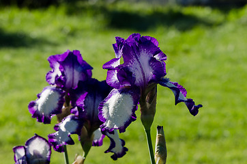 Image showing Closeup of dewy multicolor iris flower 