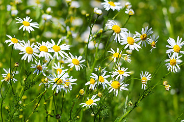 Image showing blossoming of a camomile pharmaceutical.