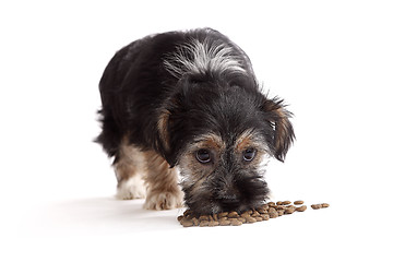 Image showing Young Terrier Mix eats dog food