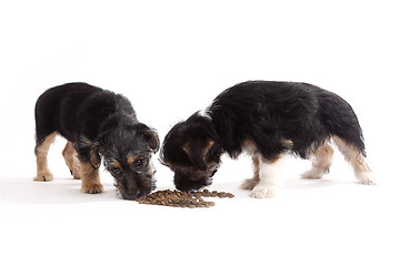 Image showing Young Terrier Mix dogs eating food