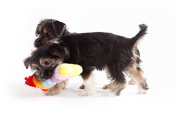 Image showing Two young Terrier Mix dogs playing with each other