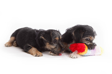 Image showing Two young Terrier Mix dogs playing with each other