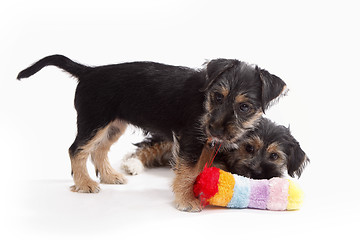 Image showing Two young Terrier Mix dogs playing with each other