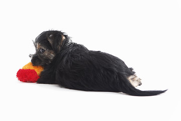 Image showing Young Terrier Mix dog play with toy