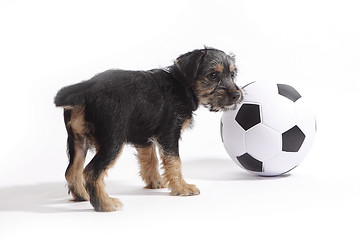 Image showing Puppy with football