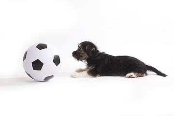 Image showing Puppy with football