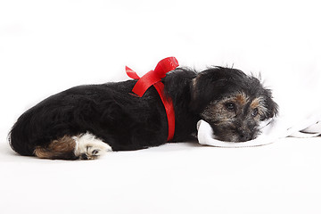 Image showing Young puppy with red bow for present