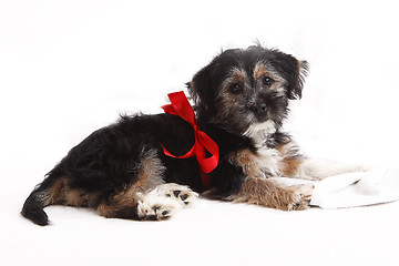 Image showing Young puppy with red bow for present