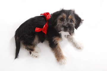 Image showing Young puppy with red bow for present