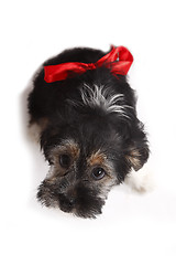 Image showing Young puppy with red bow for present