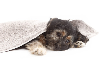 Image showing Young Terrier Mix on a blanket