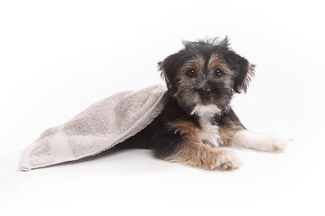 Image showing Young Terrier Mix on a blanket