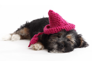 Image showing Tired puppy with hat lying on the floor