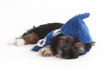 Image showing Tired puppy with hat lying on the floor