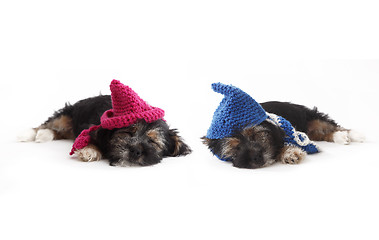 Image showing Tired puppies with hats lying on the floor