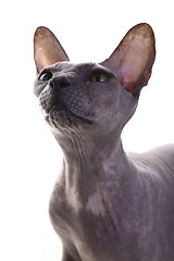 Image showing Gray Don Sphynx Cat on white background