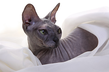 Image showing Gray Don Sphynx Cat