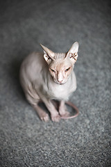 Image showing Don Sphynx Cat 