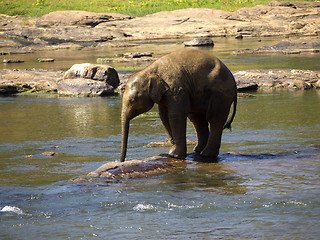 Image showing Elephant bathing at the orphanage