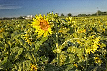 Image showing fields of sunflowers at sunset