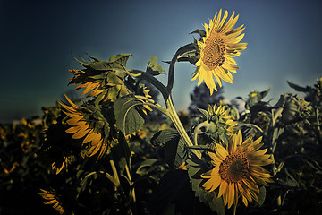 Image showing bee on fields of sunflowers at sunset