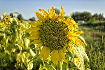 Image showing fields of sunflowers at sunset