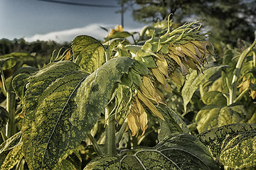 Image showing fields of sunflowers at sunset