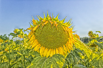 Image showing fields of sunflowers at sunset