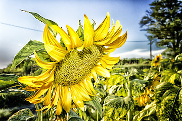 Image showing fields of sunflowers at sunset