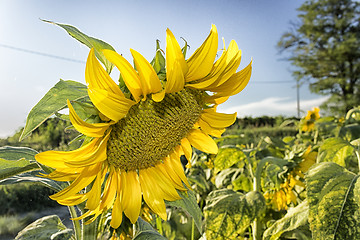 Image showing fields of sunflowers at sunset