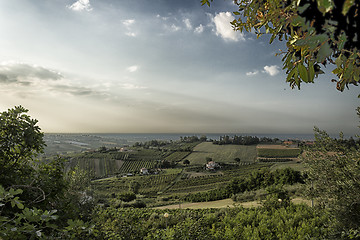 Image showing Vineyards on  hills at sunset