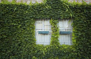 Image showing windows surrounded by creeper