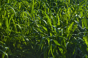 Image showing Fresh Green Grass