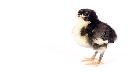 Image showing Baby Chick Newborn Farm Chicken Standing White Australorp Variet