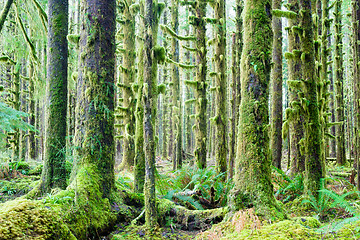 Image showing Cedar Trees Deep Forest Green Moss Covered Growth Hoh Rainforest