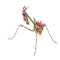 Image showing Aliens already on Earth raptorial insect mantis