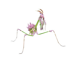 Image showing Unusual exotic insect bright colored mantis