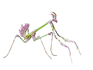 Image showing Dangerous predator mantis insect catches prey