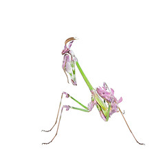 Image showing Vibrant colored tropical raptor insect mantis