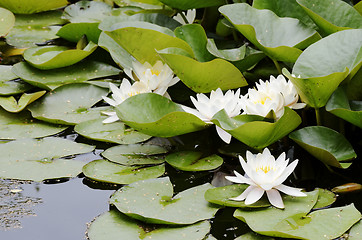 Image showing white flowers of water lilies