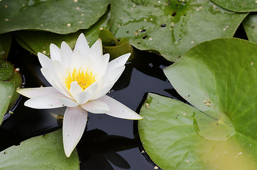 Image showing white flowers of water lilies