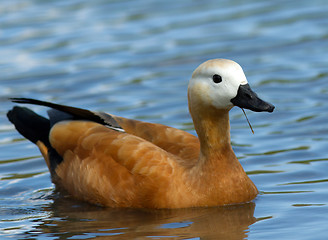 Image showing Ruddy Shelduck