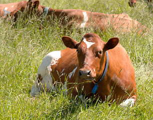 Image showing Cow