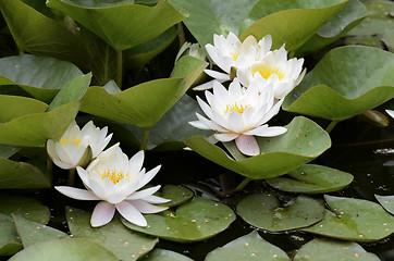 Image showing white flowers of water lilies