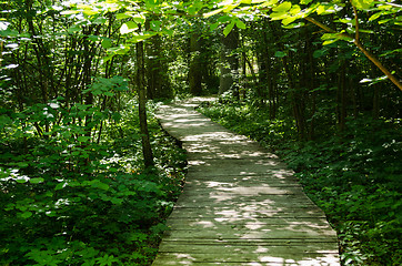 Image showing path through park area for cognitive excursion 