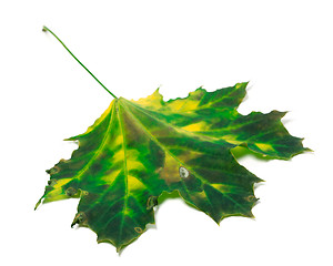 Image showing Multicolor maple leaf